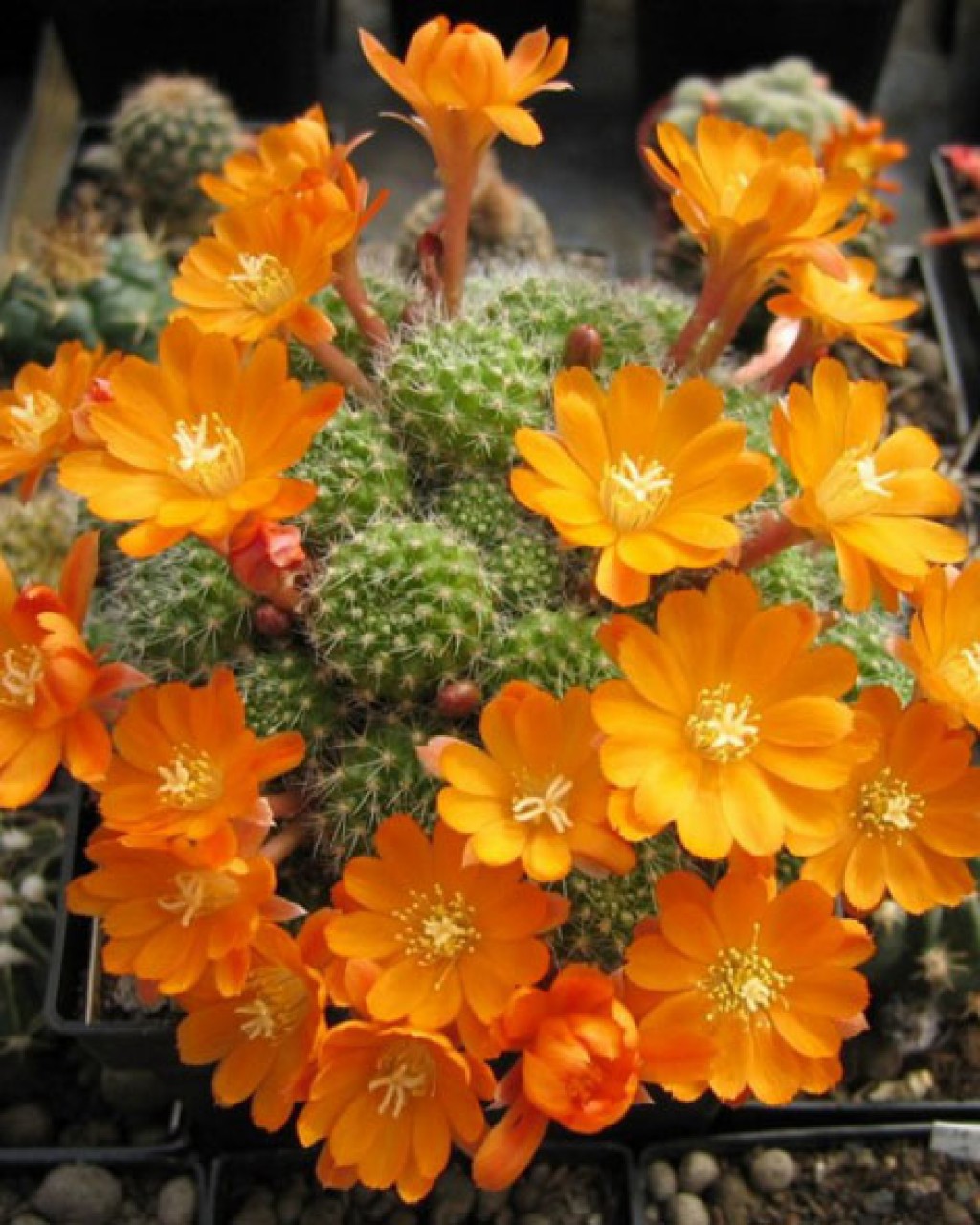 Rebutia Pulvinosa