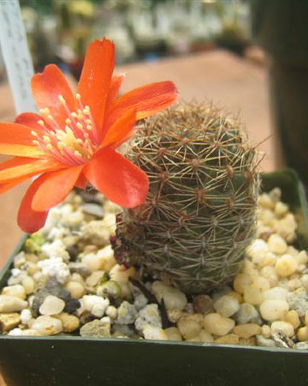 Rebutia Ritteri