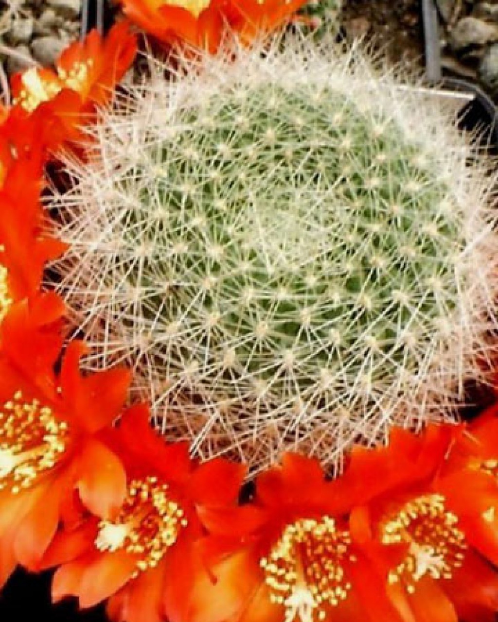 Rebutia Wessneriana