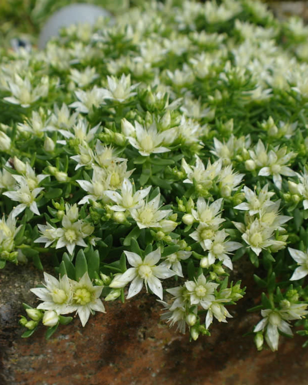 Rhodiola amabilis