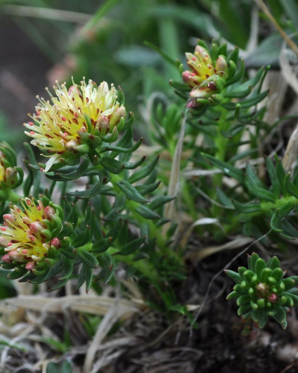 Rhodiola angusta
