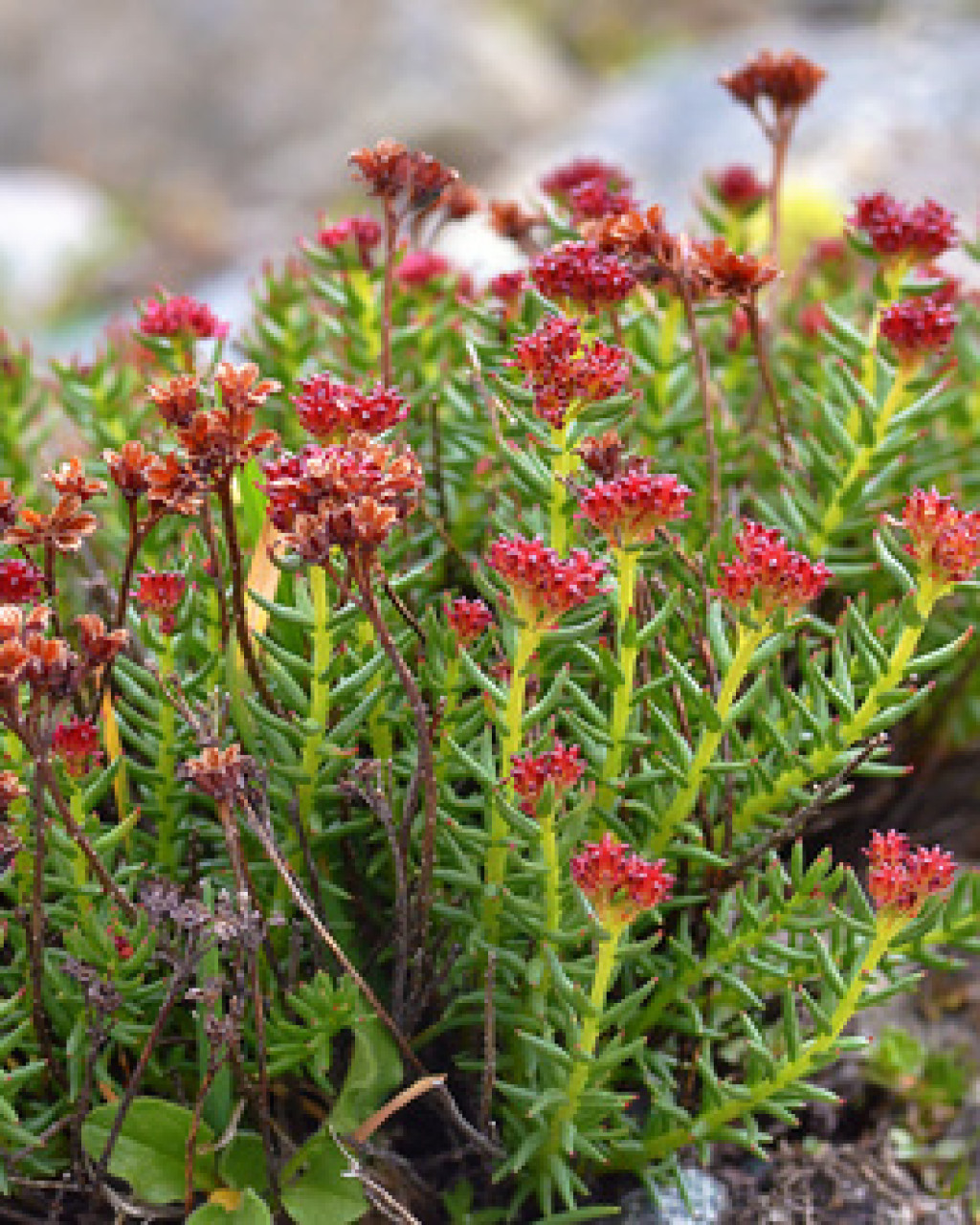 Rhodiola coccinea