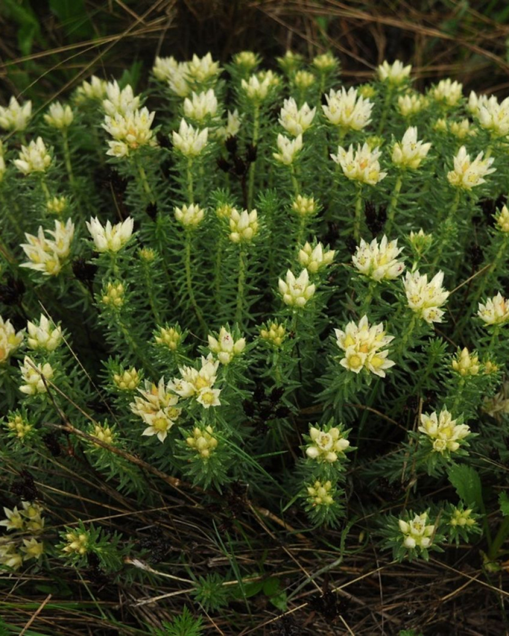 Rhodiola dumulosa