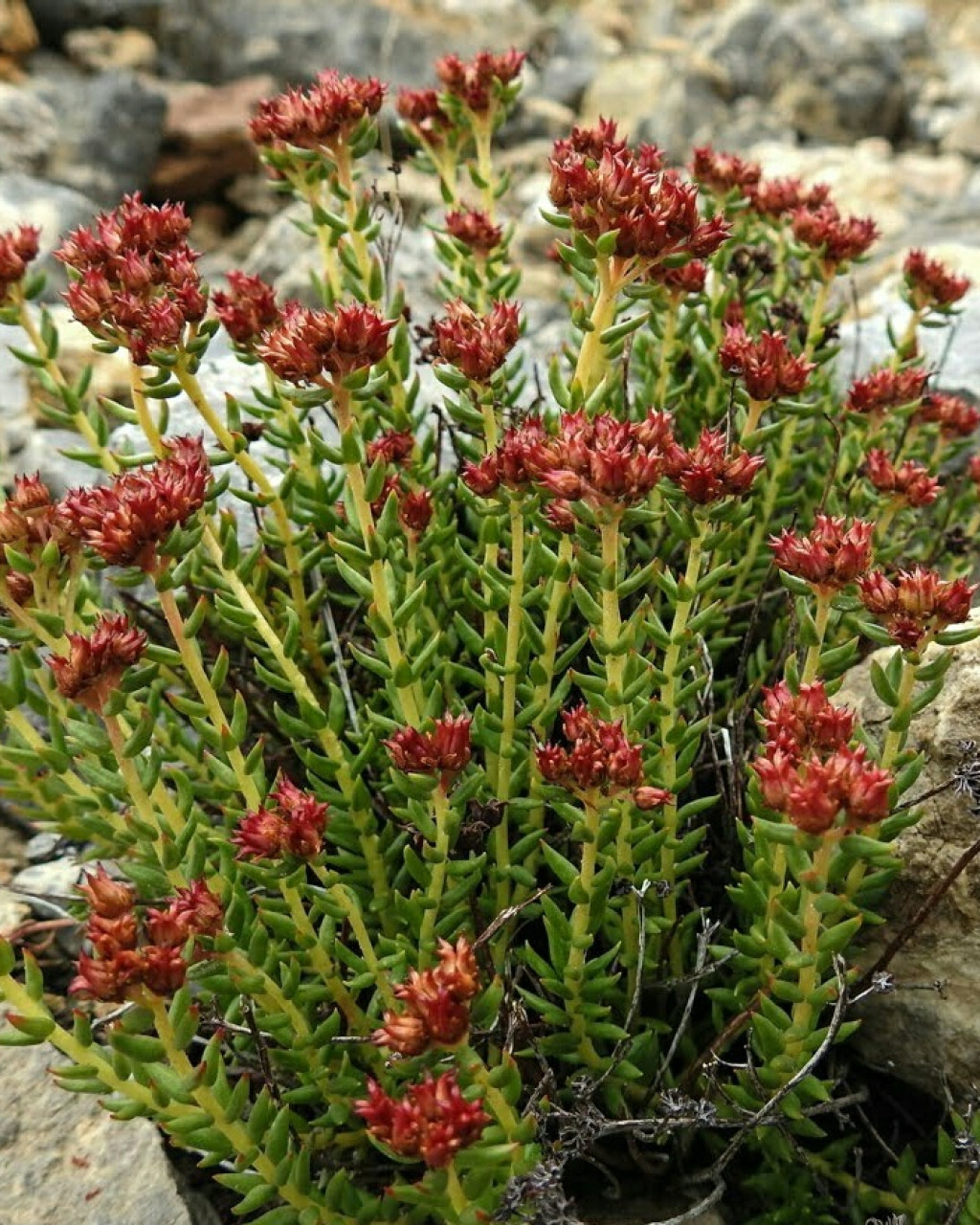 Rhodiola fastigiata