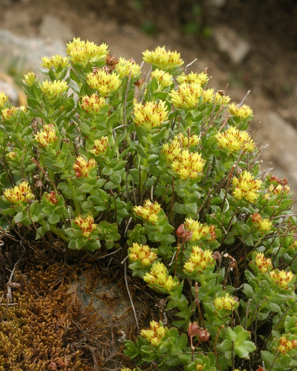 Rhodiola gelida