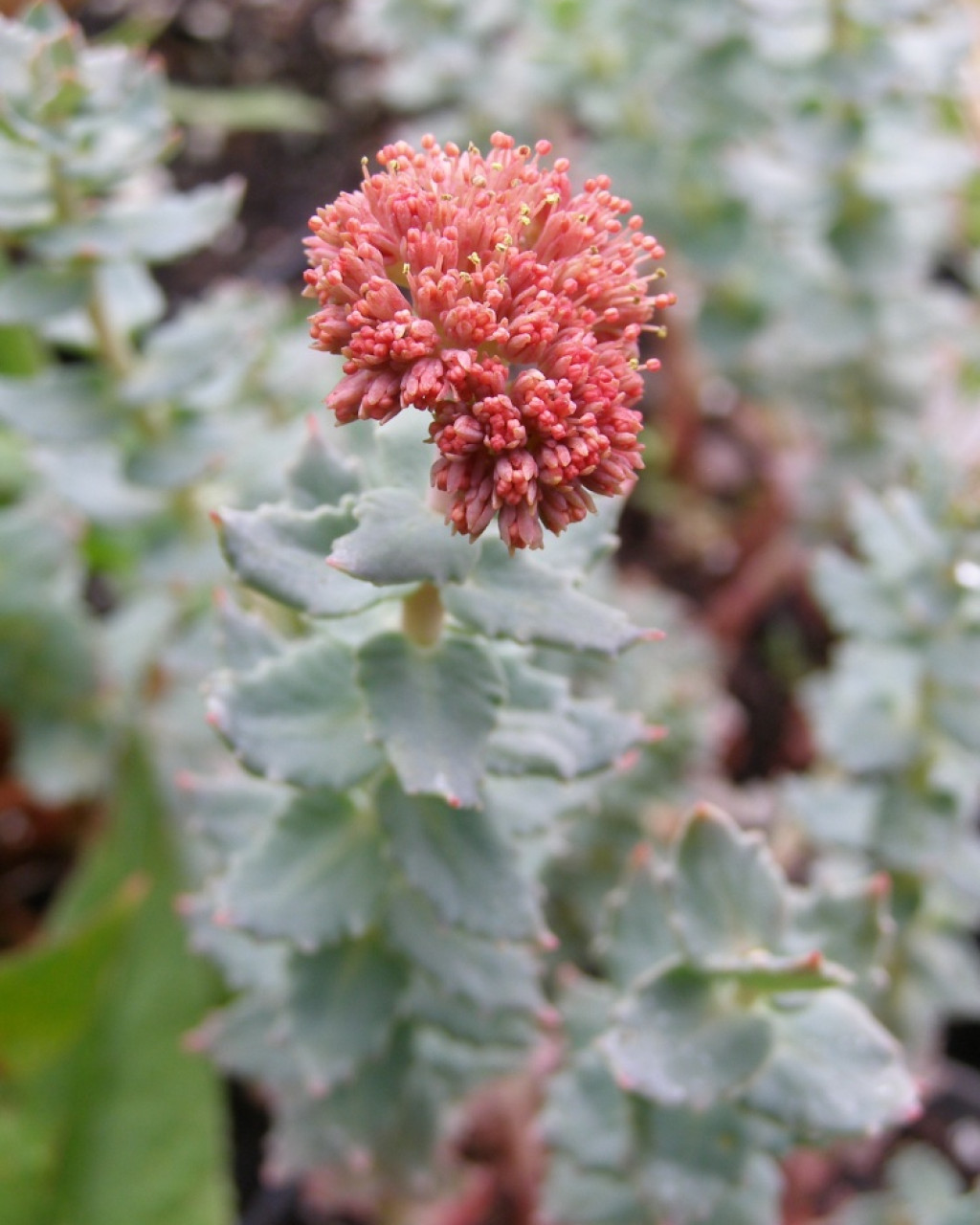 Rhodiola heterodonta