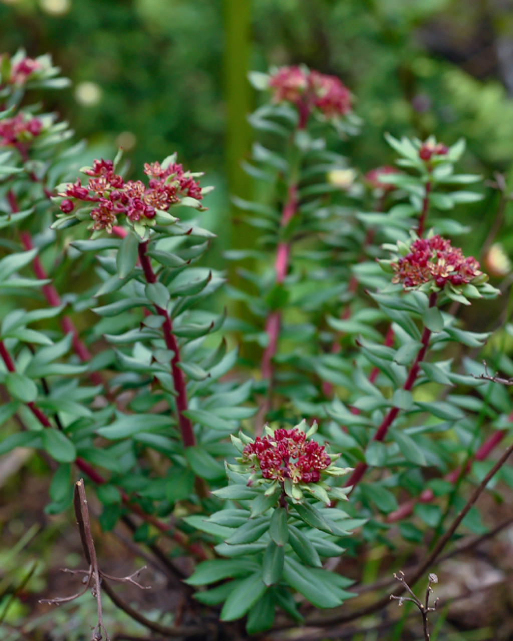 Rhodiola himalensis
