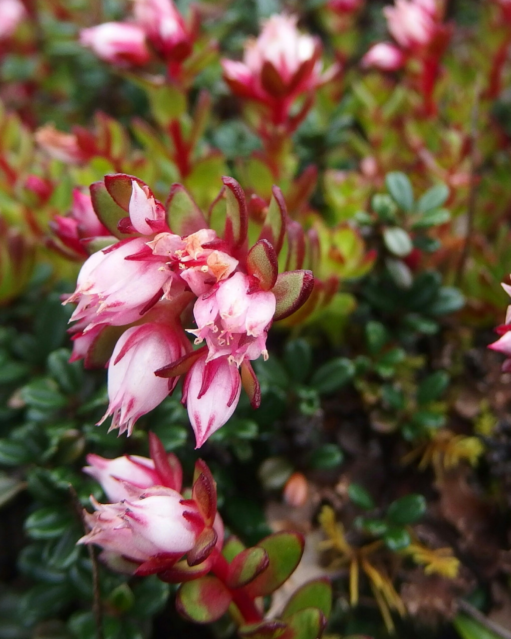 Rhodiola hobsonii