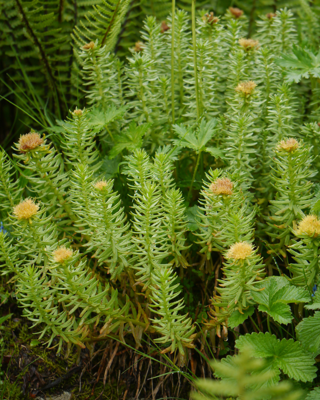 Rhodiola imbricata