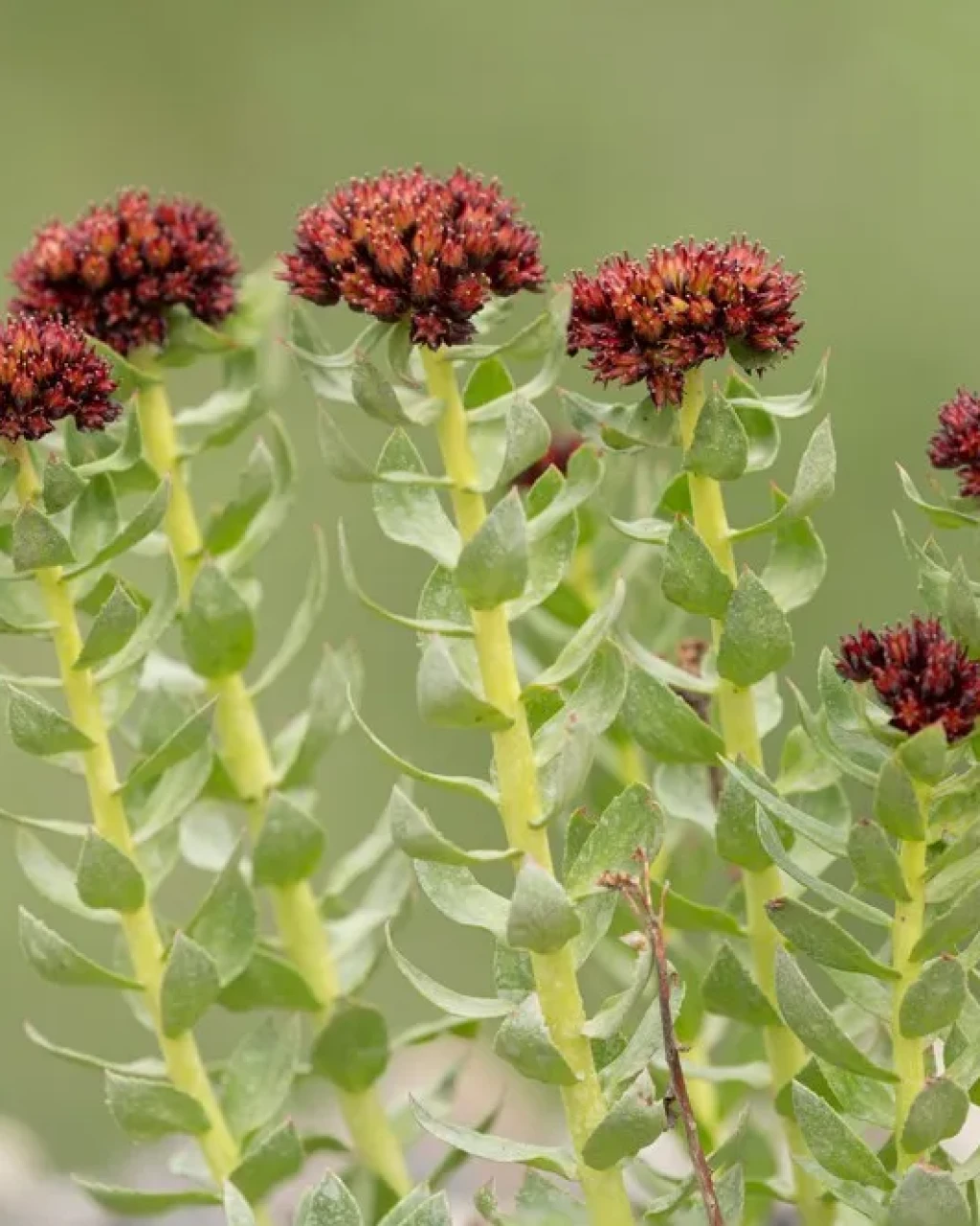 Rhodiola integrifolia