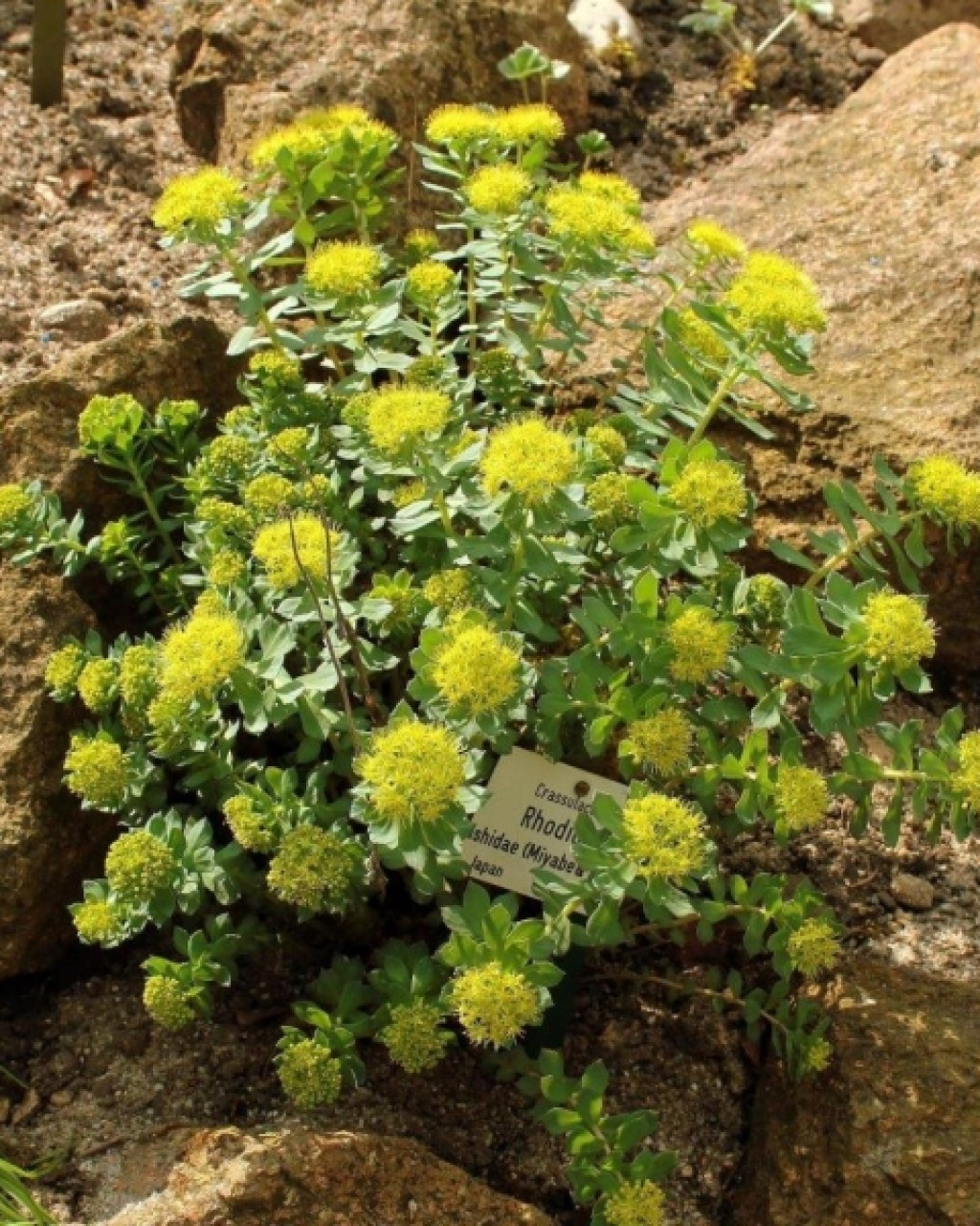 Rhodiola ishidae