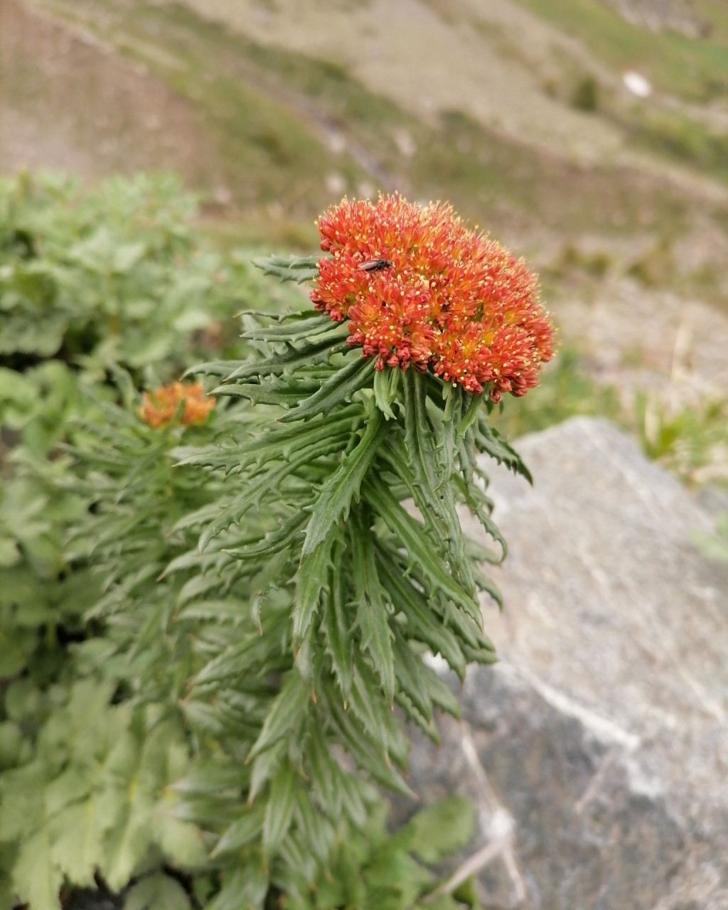 Rhodiola kirilowii