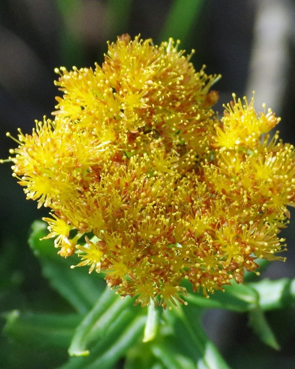 Rhodiola litwinowii