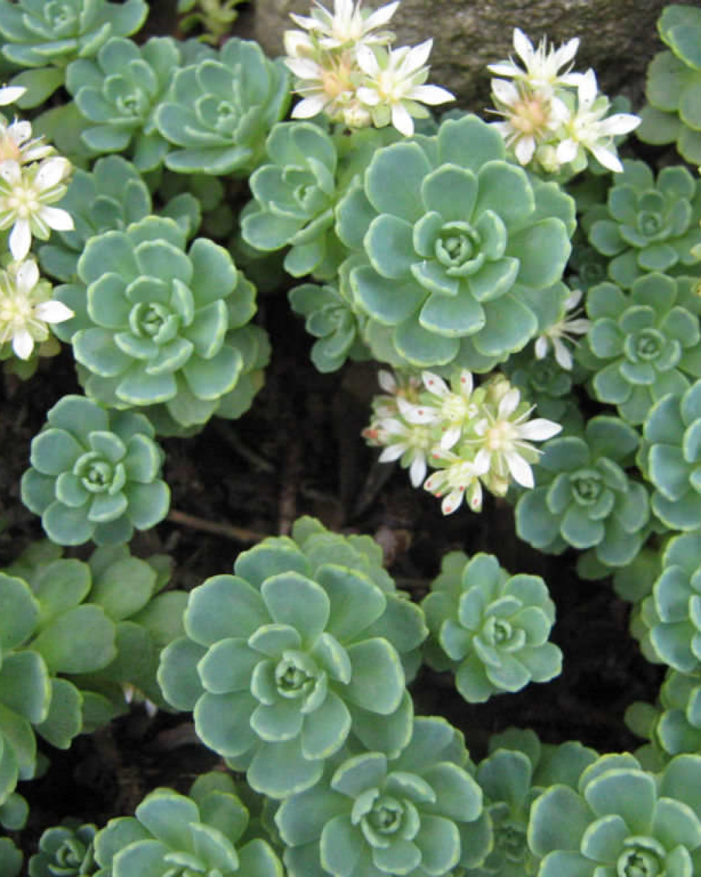 Rhodiola pachyclados