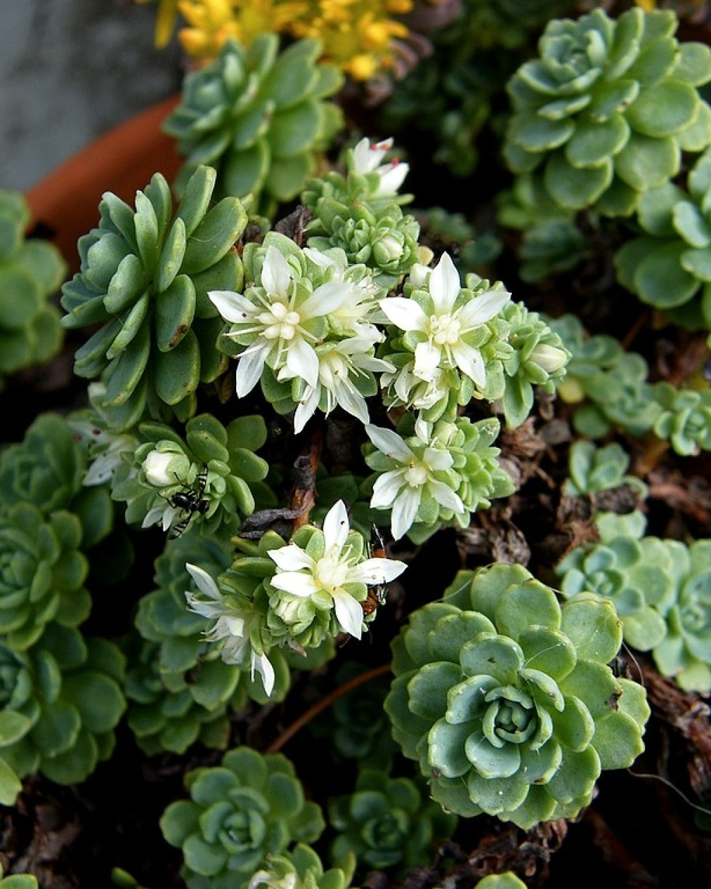Rhodiola primuloides