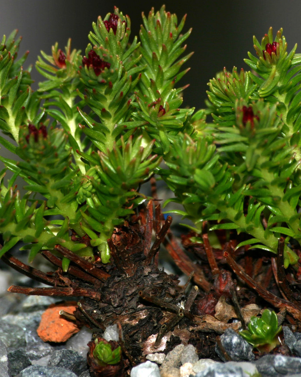 Rhodiola quadrifida