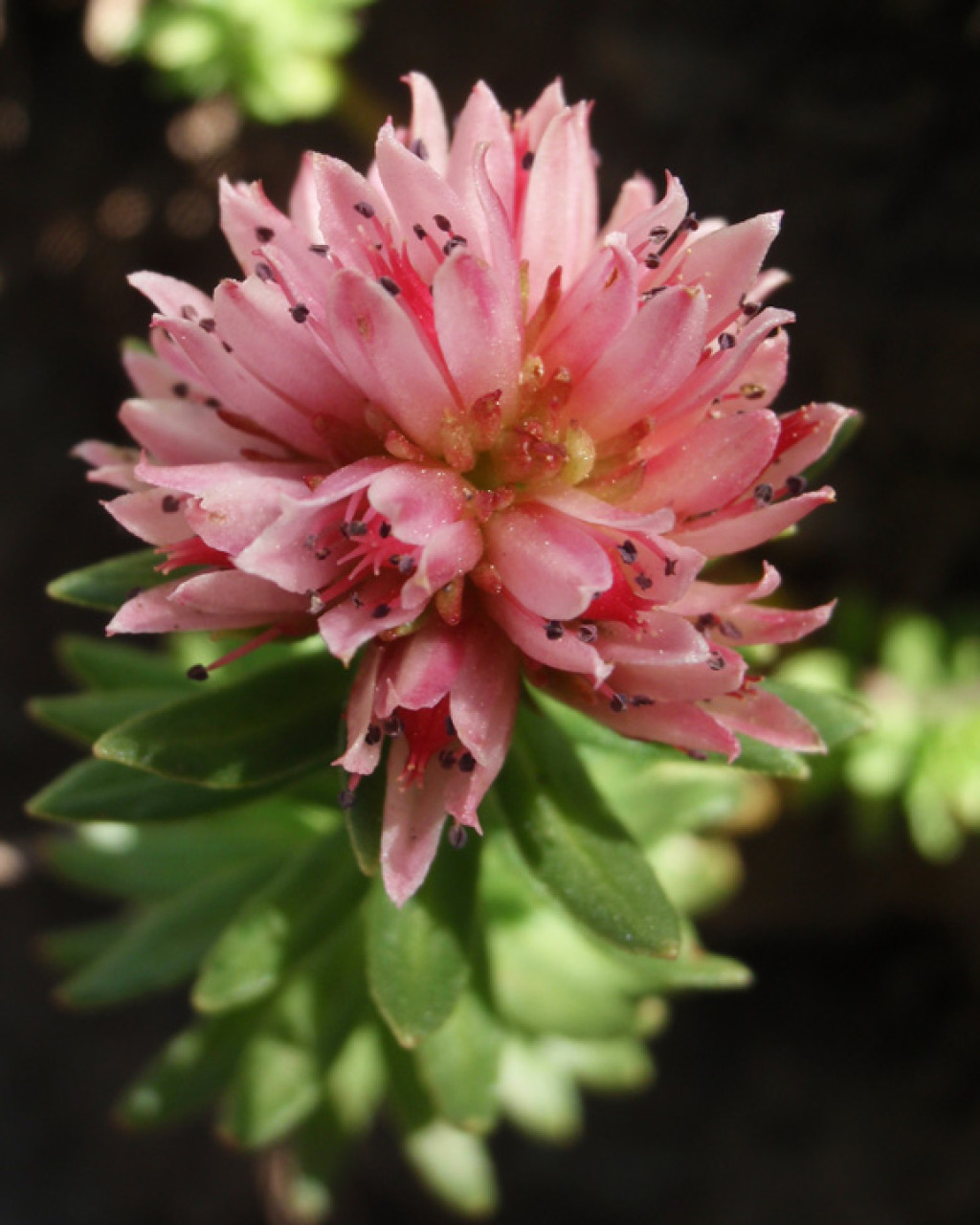 Rhodiola rhodantha
