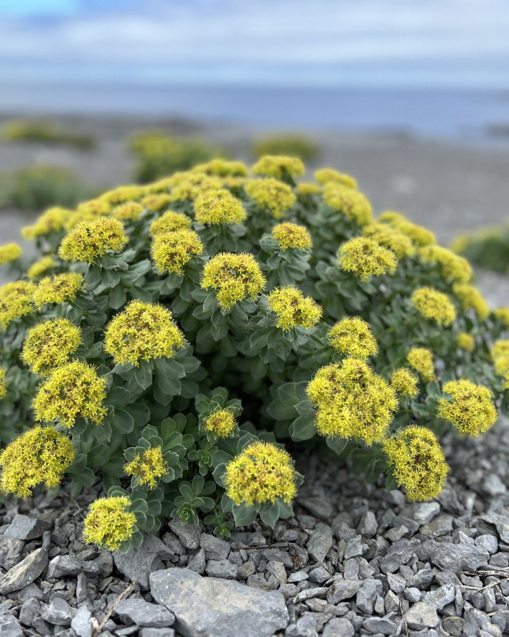 Rhodiola rosea