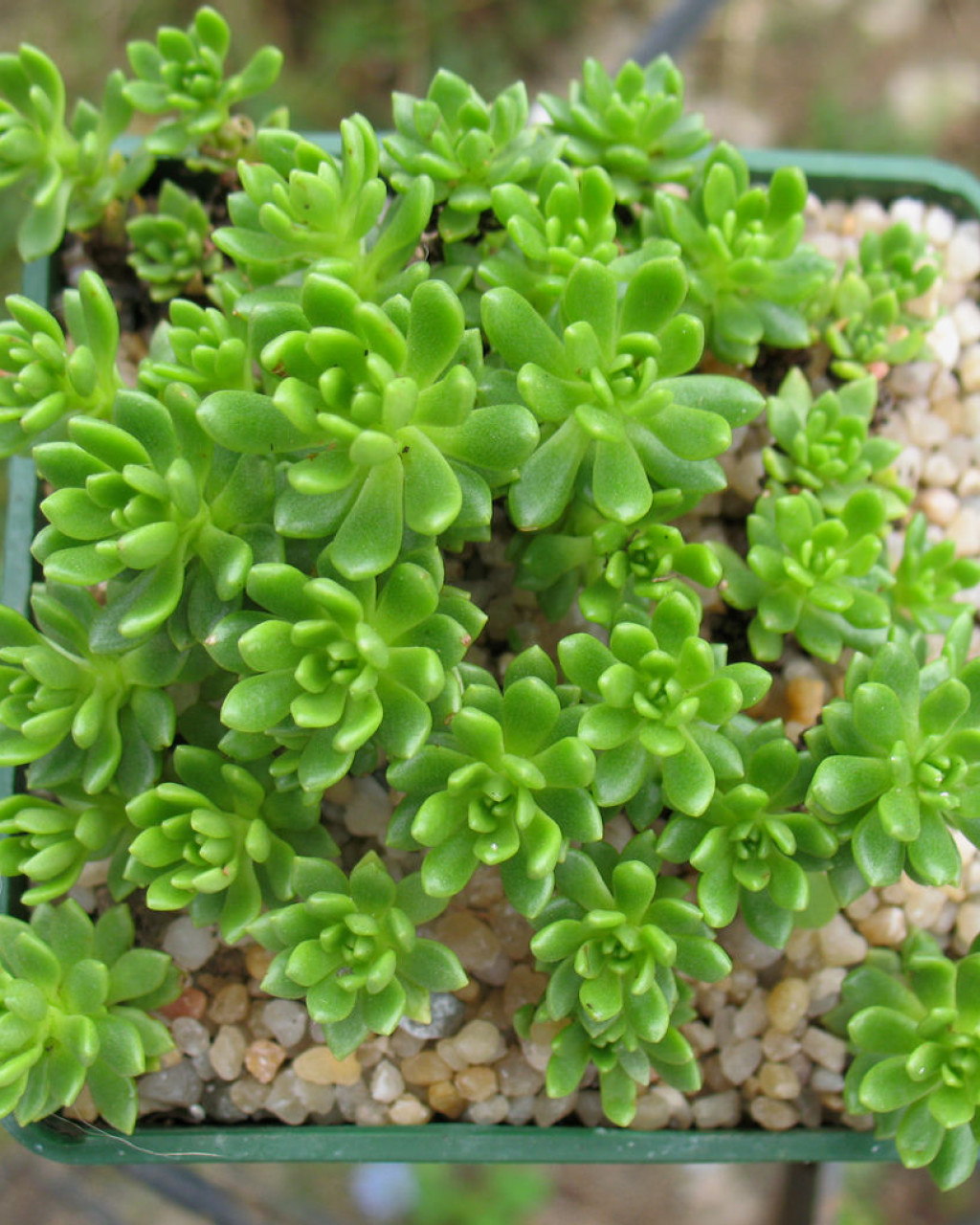 Rhodiola saxifragoides