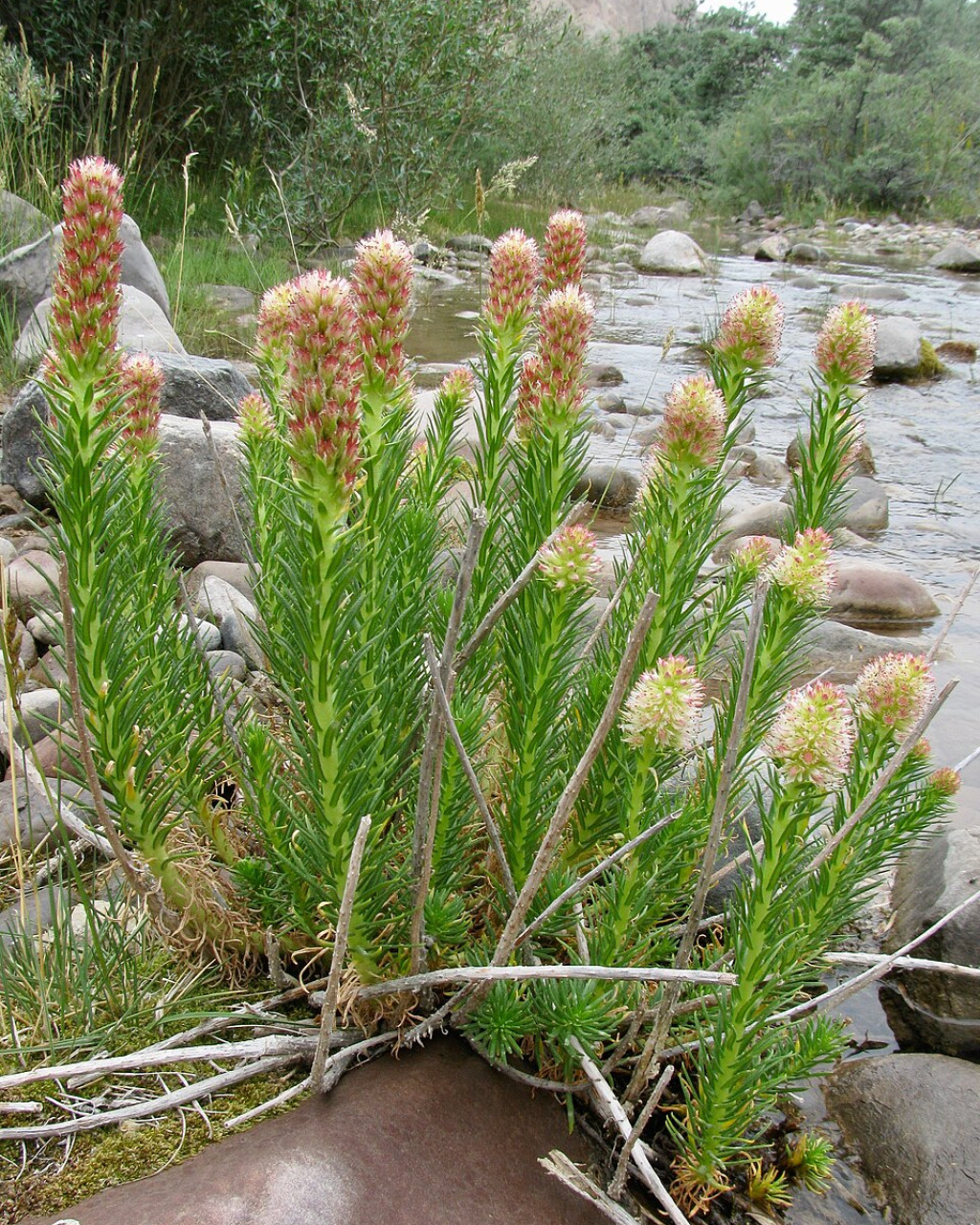 Rhodiola semenovii