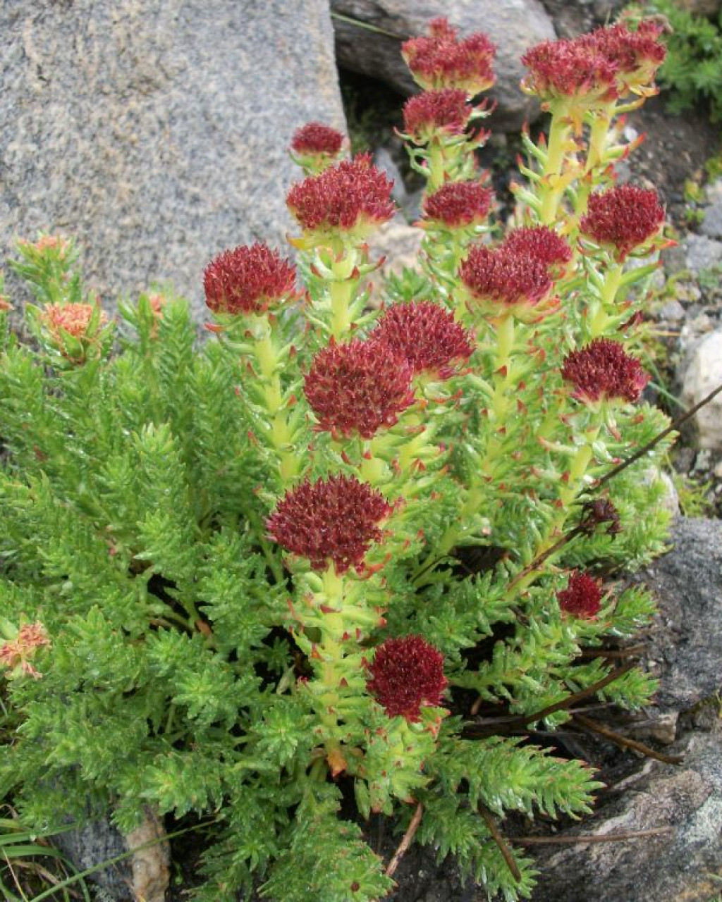 Rhodiola tibetica