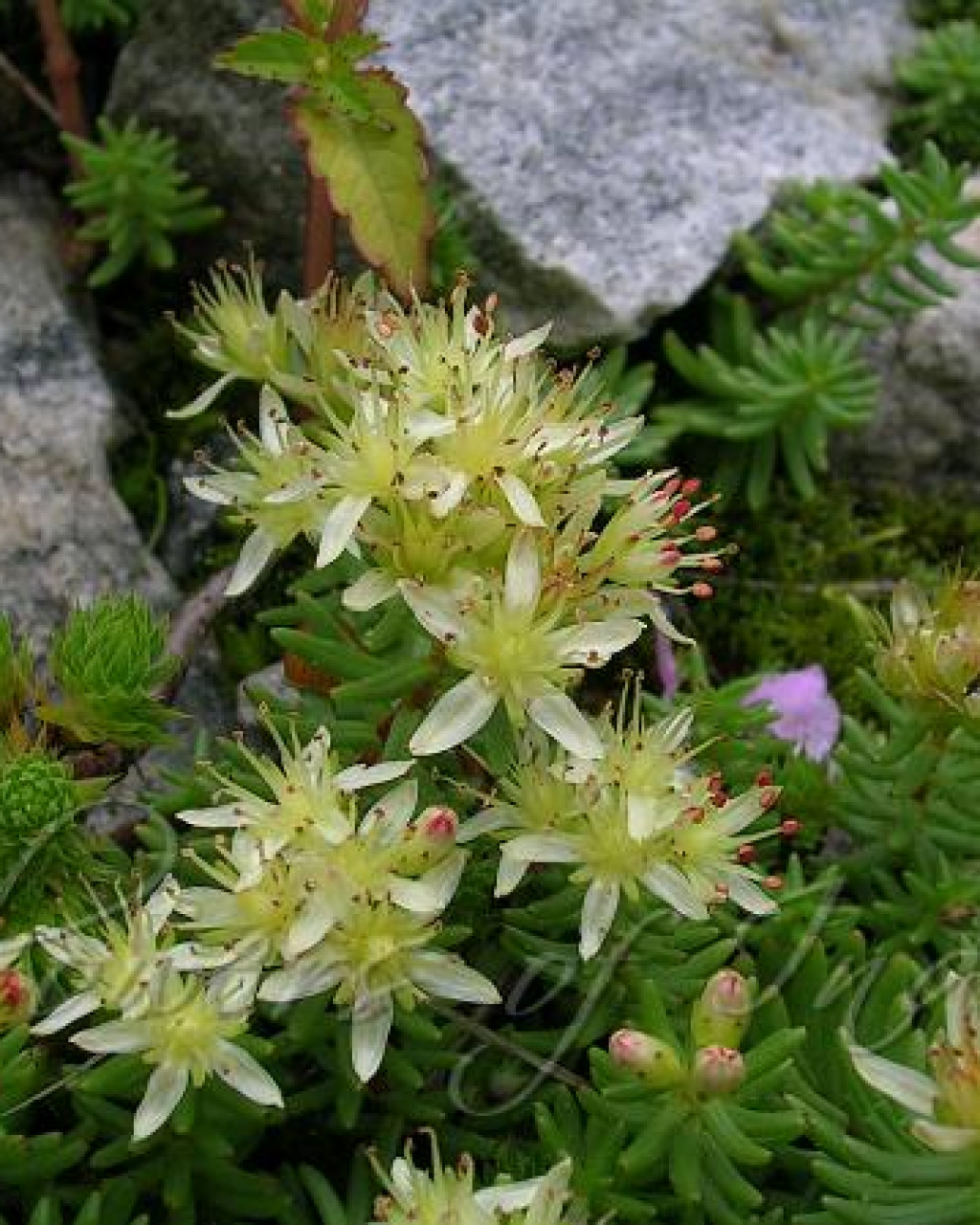 Rhodiola wallichiana