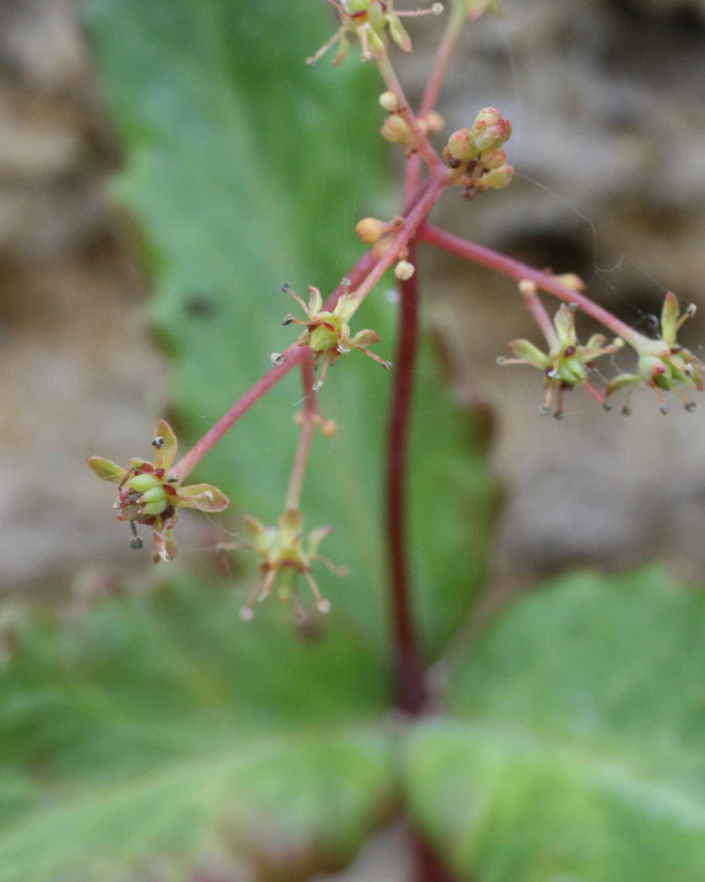 Rhodiola yunnanensis