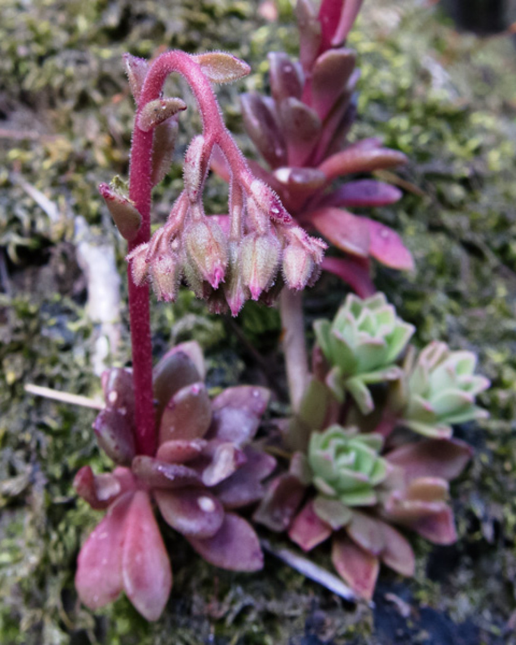 Rosularia adenotricha