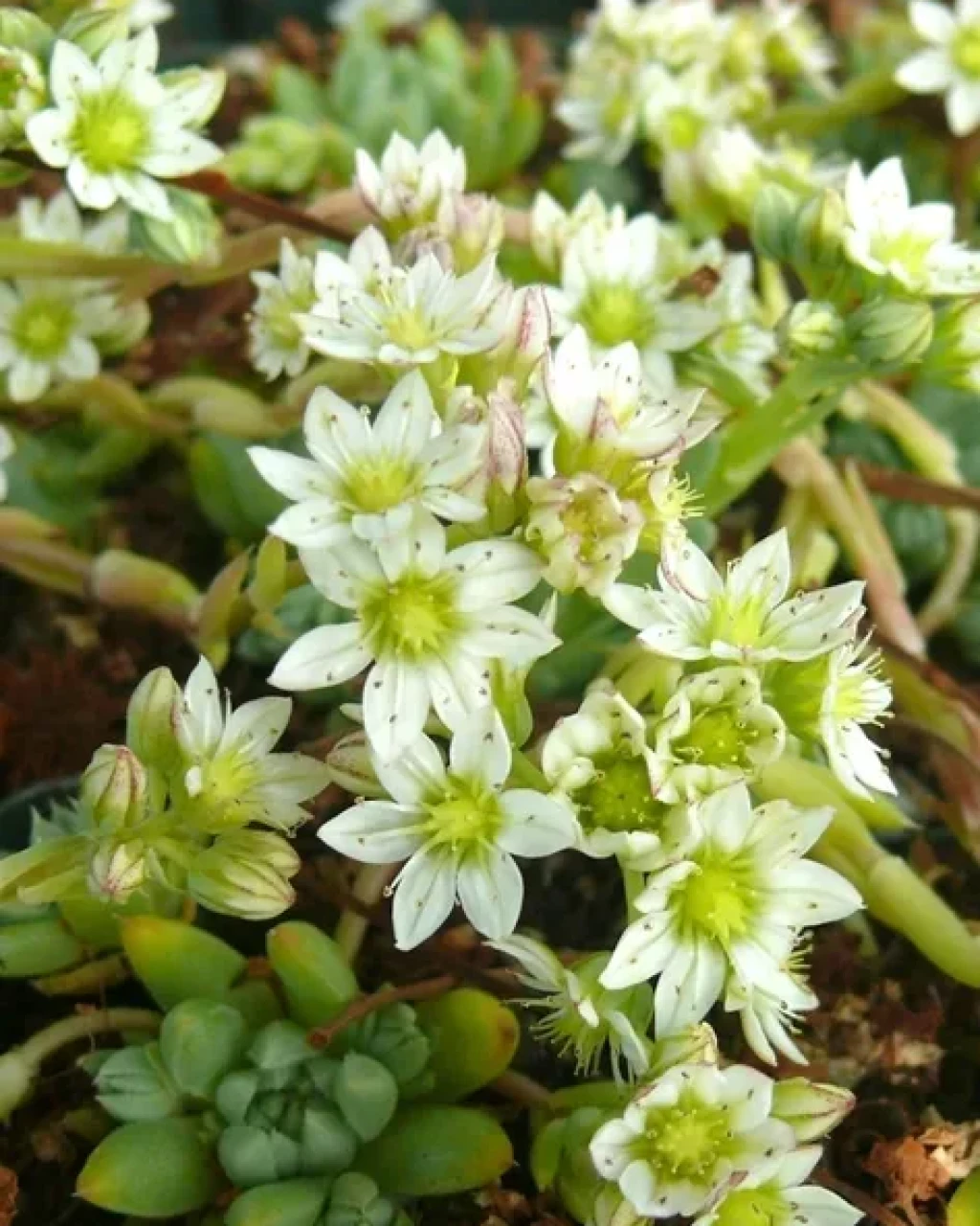 Rosularia alpestris