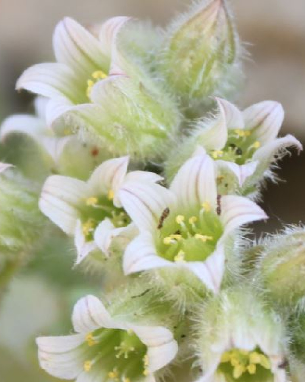 Rosularia blepharophylla