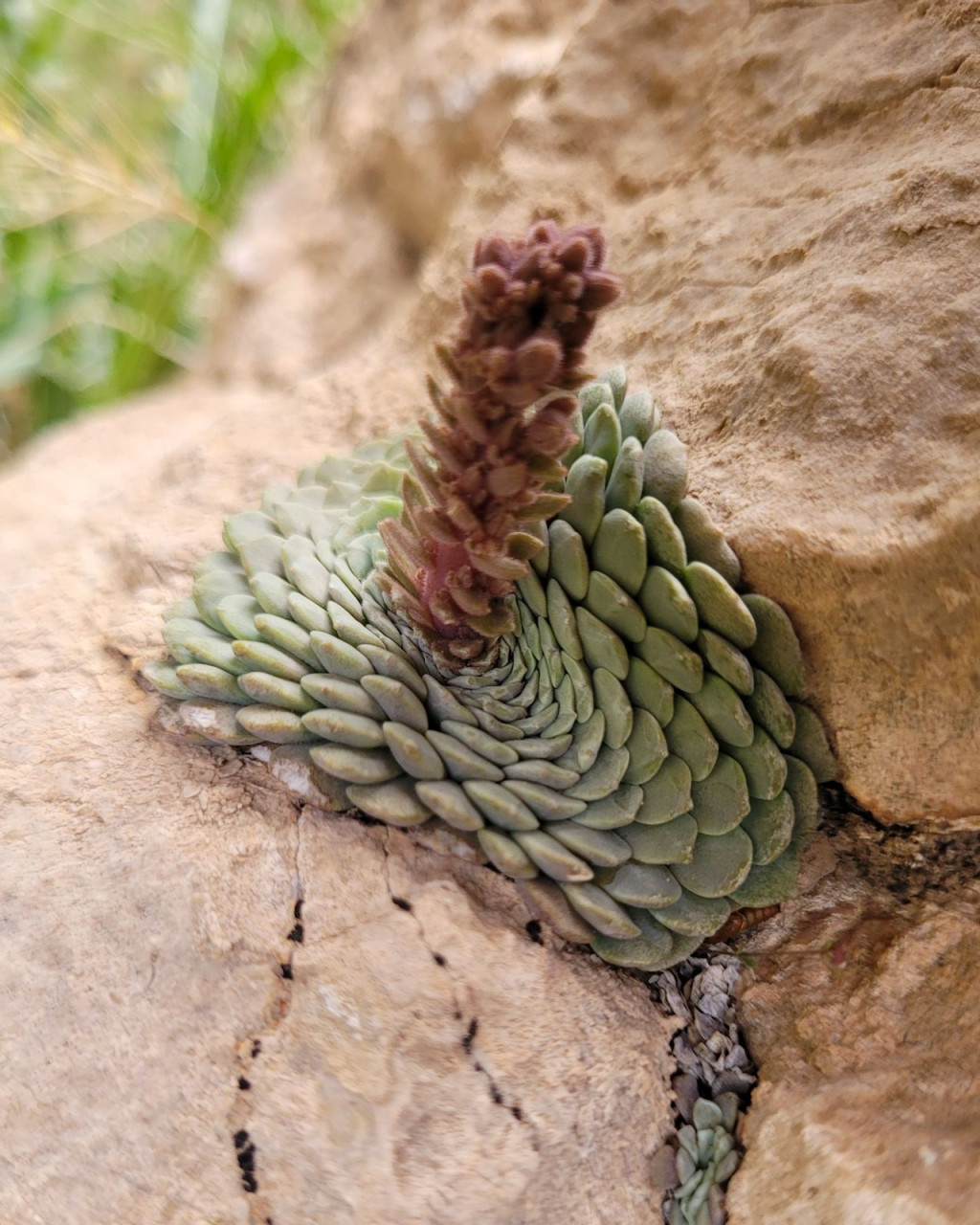 Rosularia elymaitica