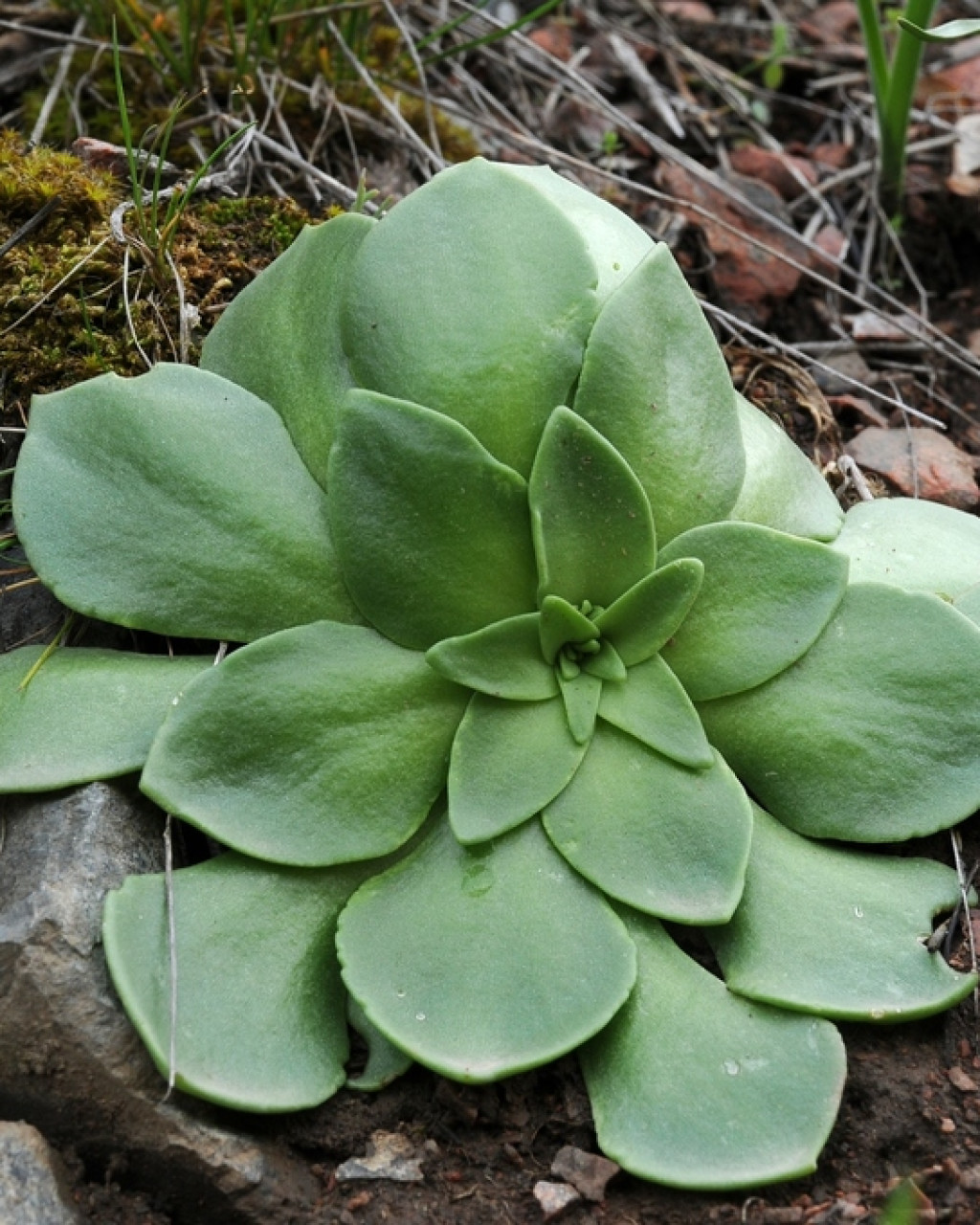 Rosularia glabra