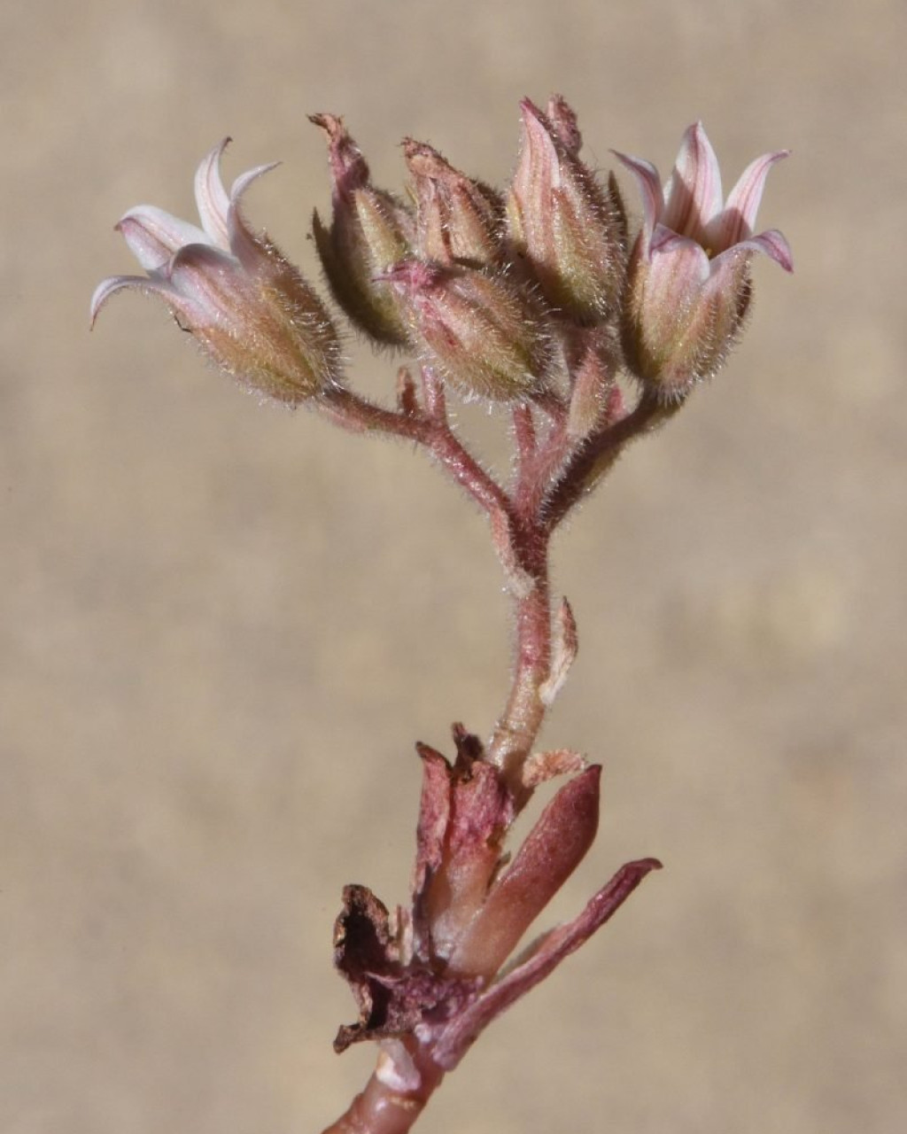 Rosularia lineata