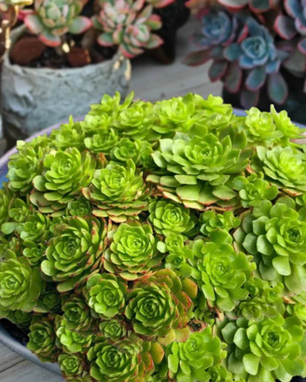 Rosularia platyphylla