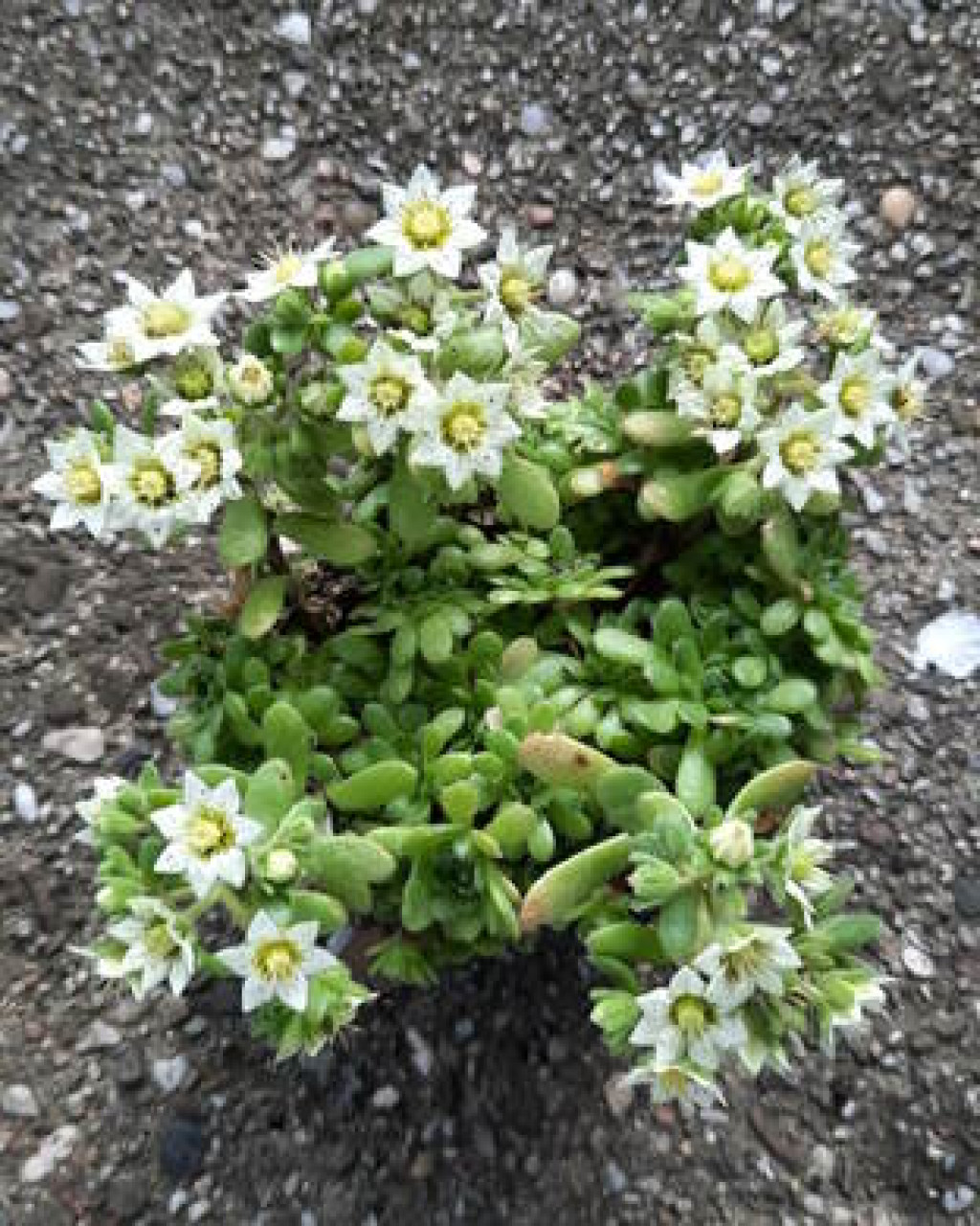 Rosularia rosulata