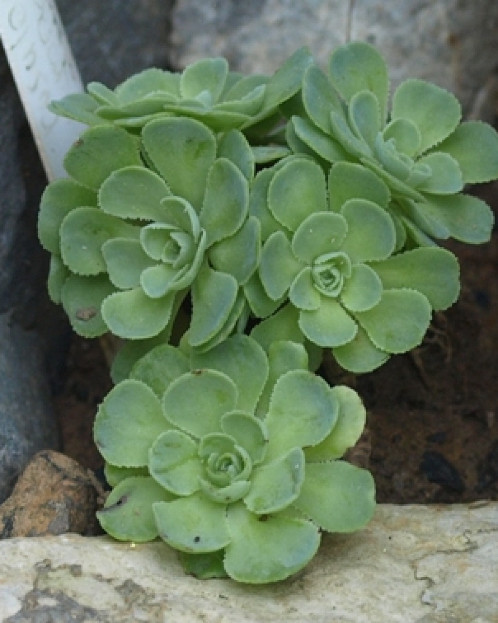 Rosularia sempervivum