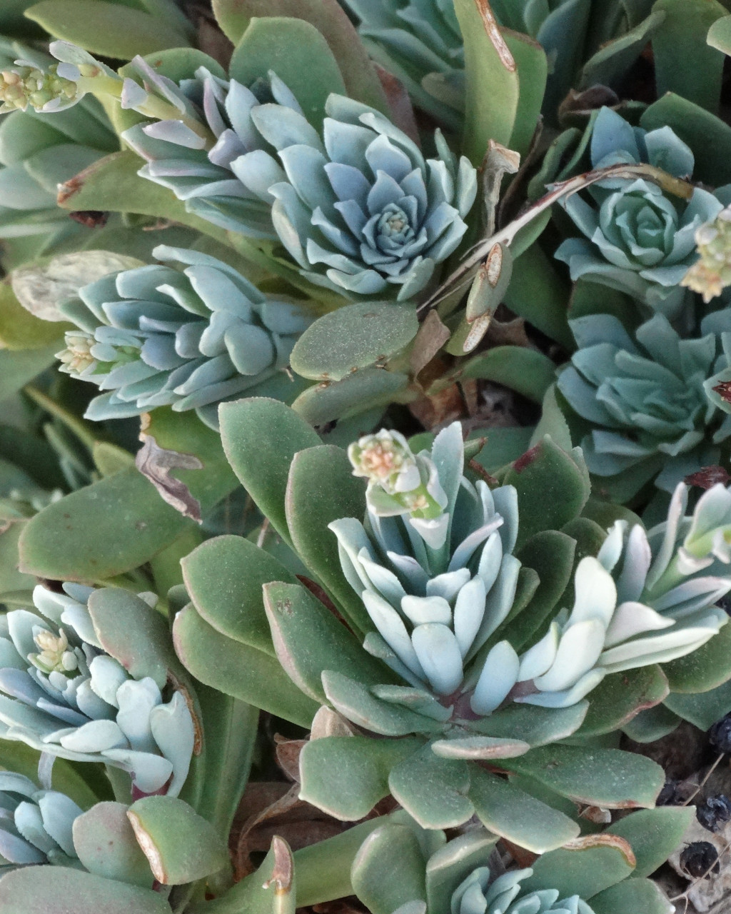 Rosularia serrata