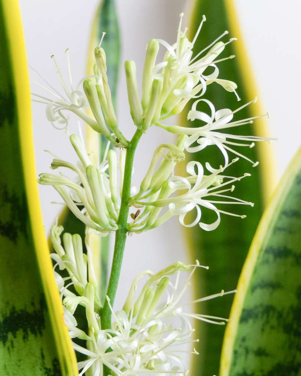 Sansevieria