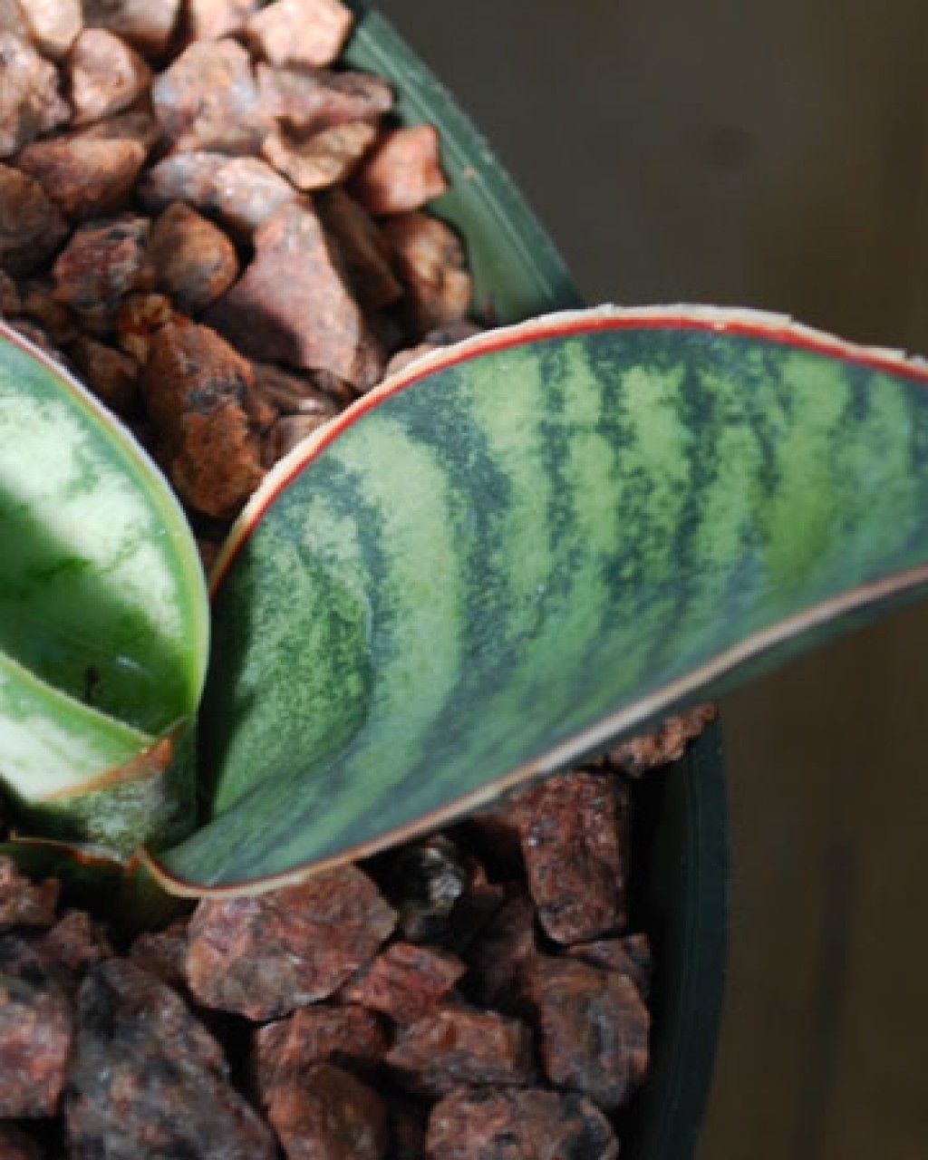 Sansevieria Conspicua