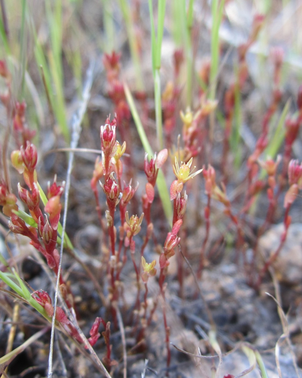 Sedella leiocarpa