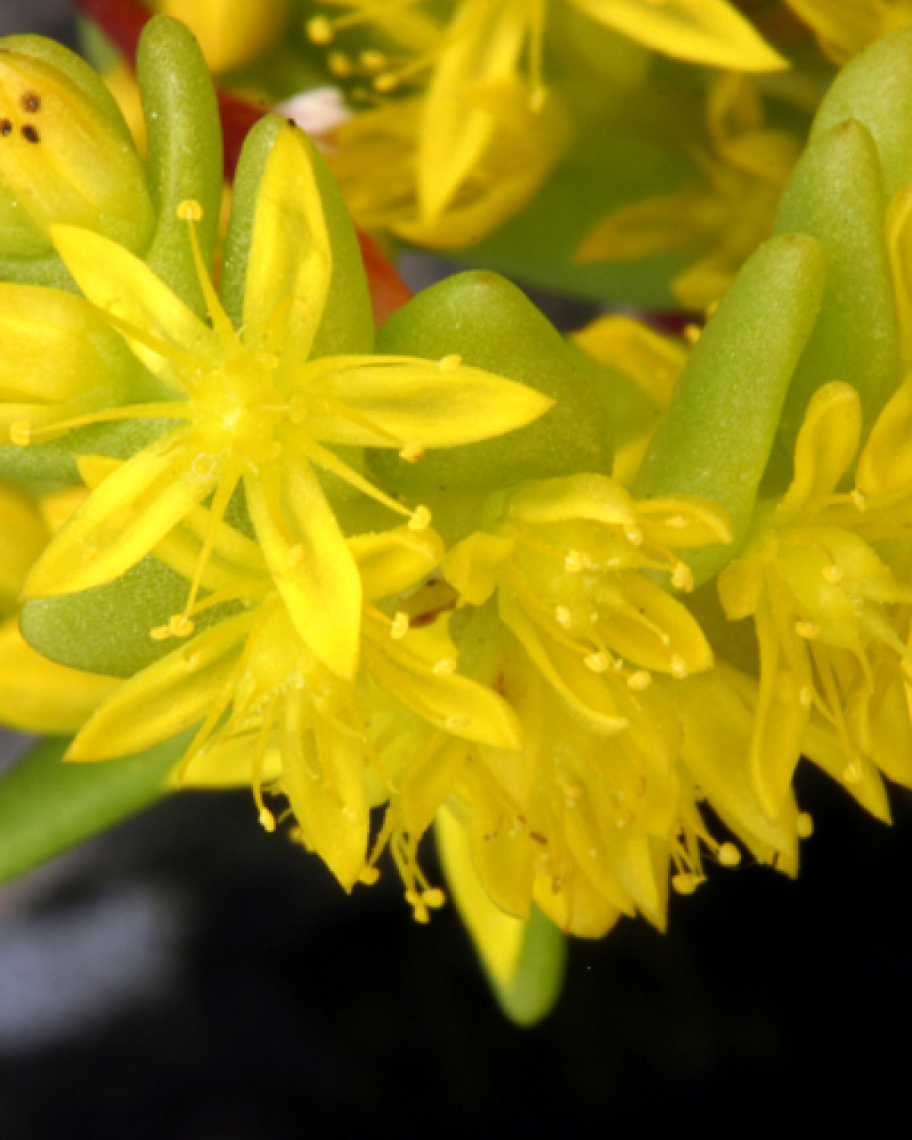 Sedella pumila