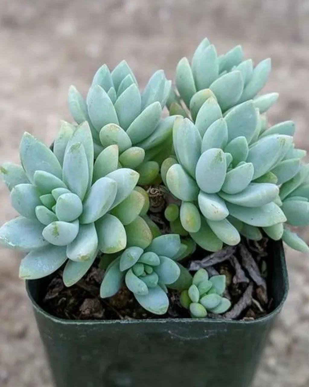 Sedeveria 'Blue Burrito'