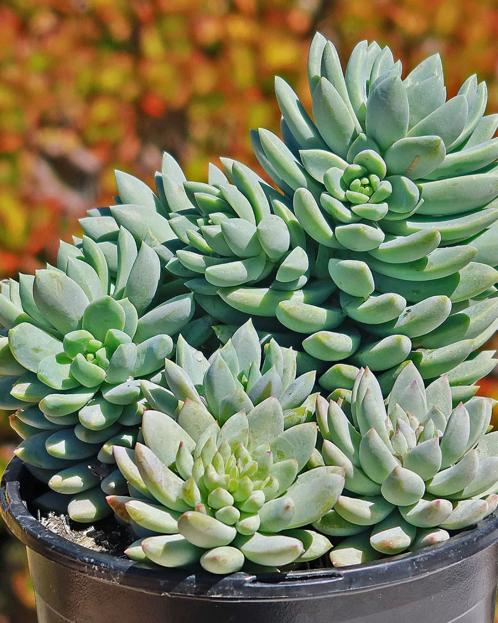 Sedeveria 'Blue Elf'