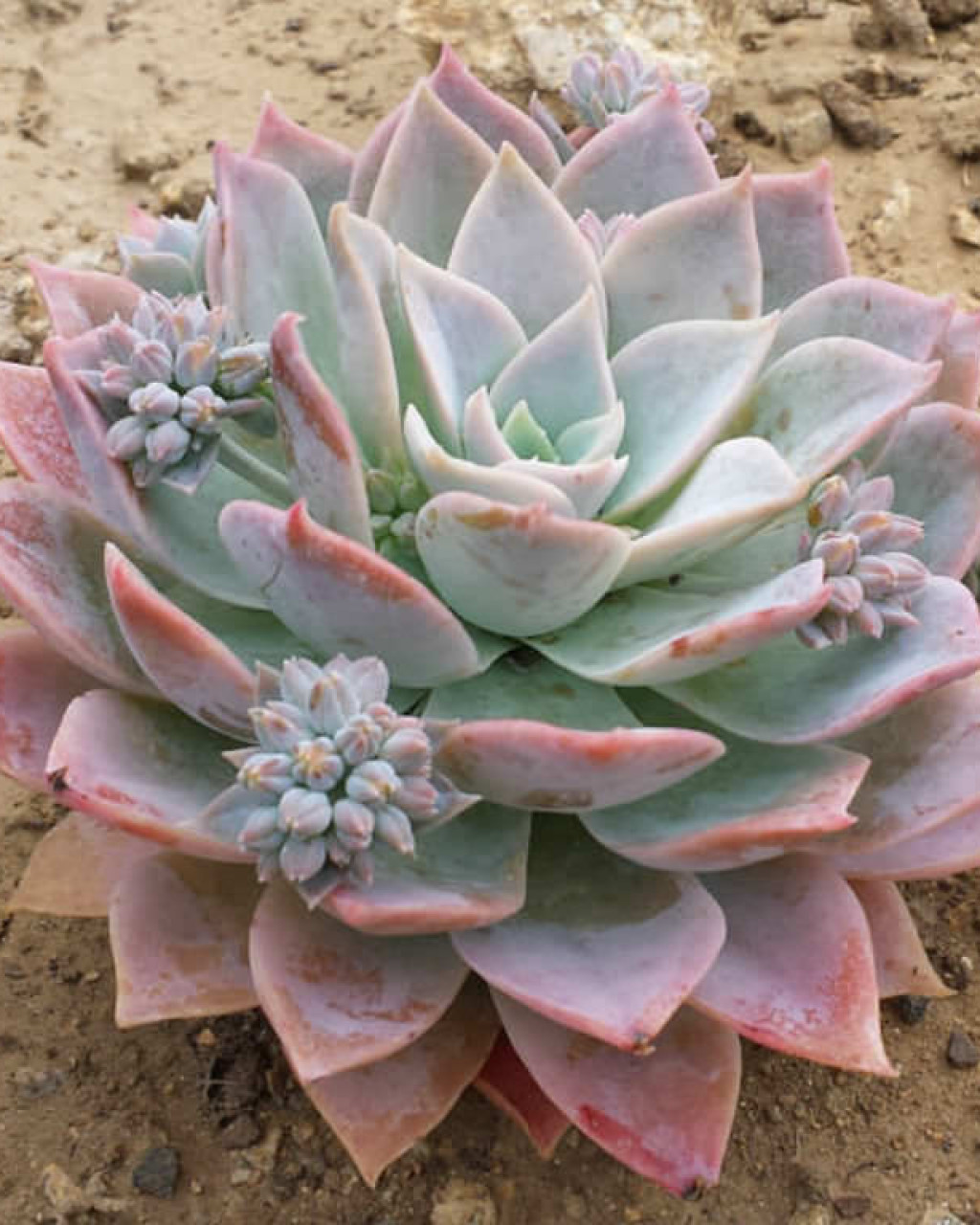 Sedeveria 'Blue Lotus'