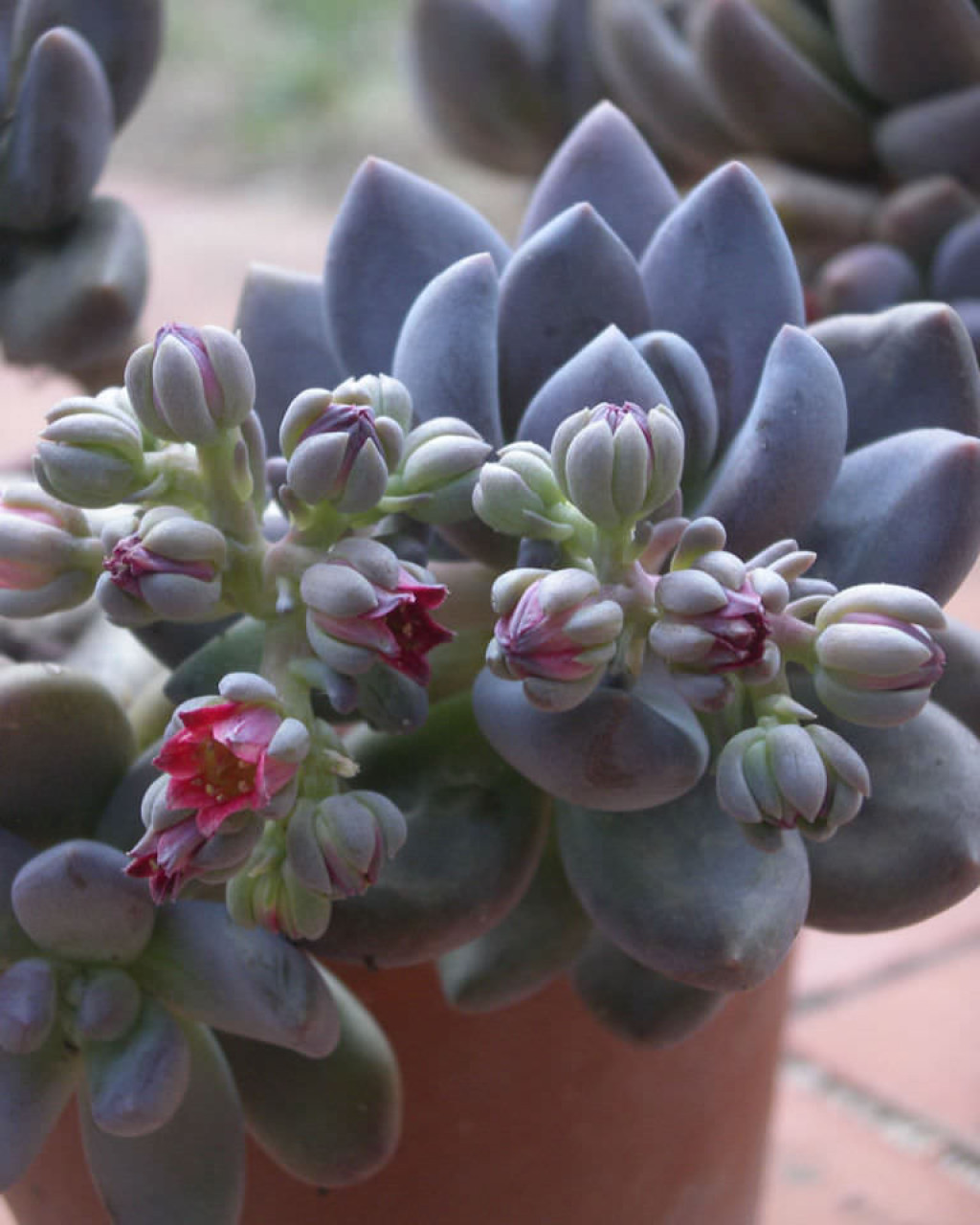 Sedeveria 'Blue Mist'