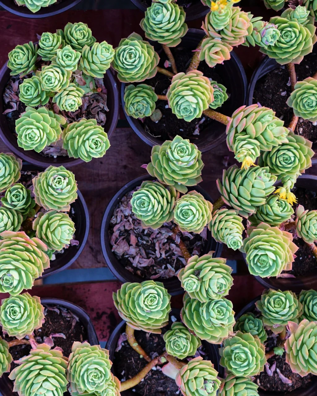 Sedeveria 'Green Rose'