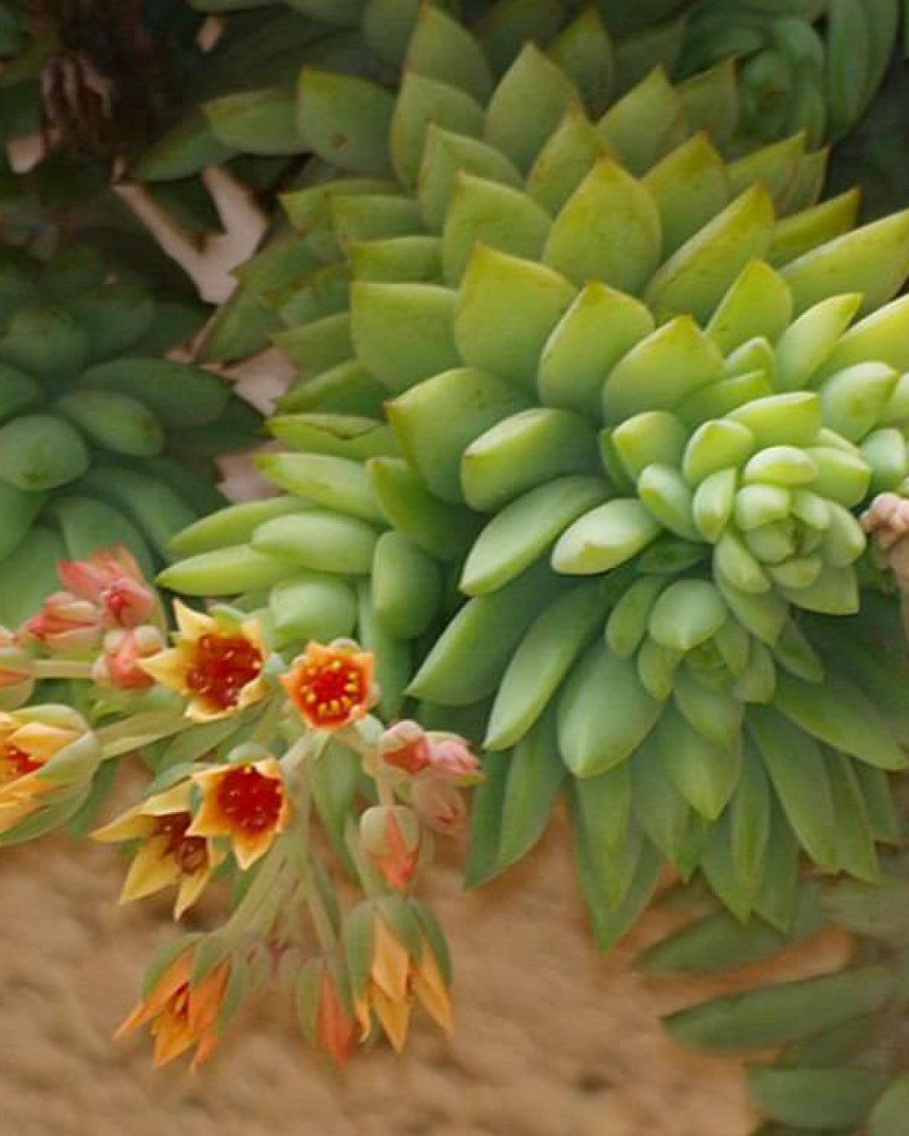 Sedeveria 'Harry Butterfield'