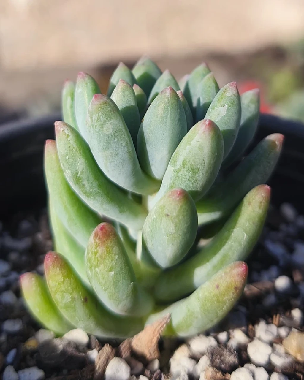 Sedeveria 'Hummelii'