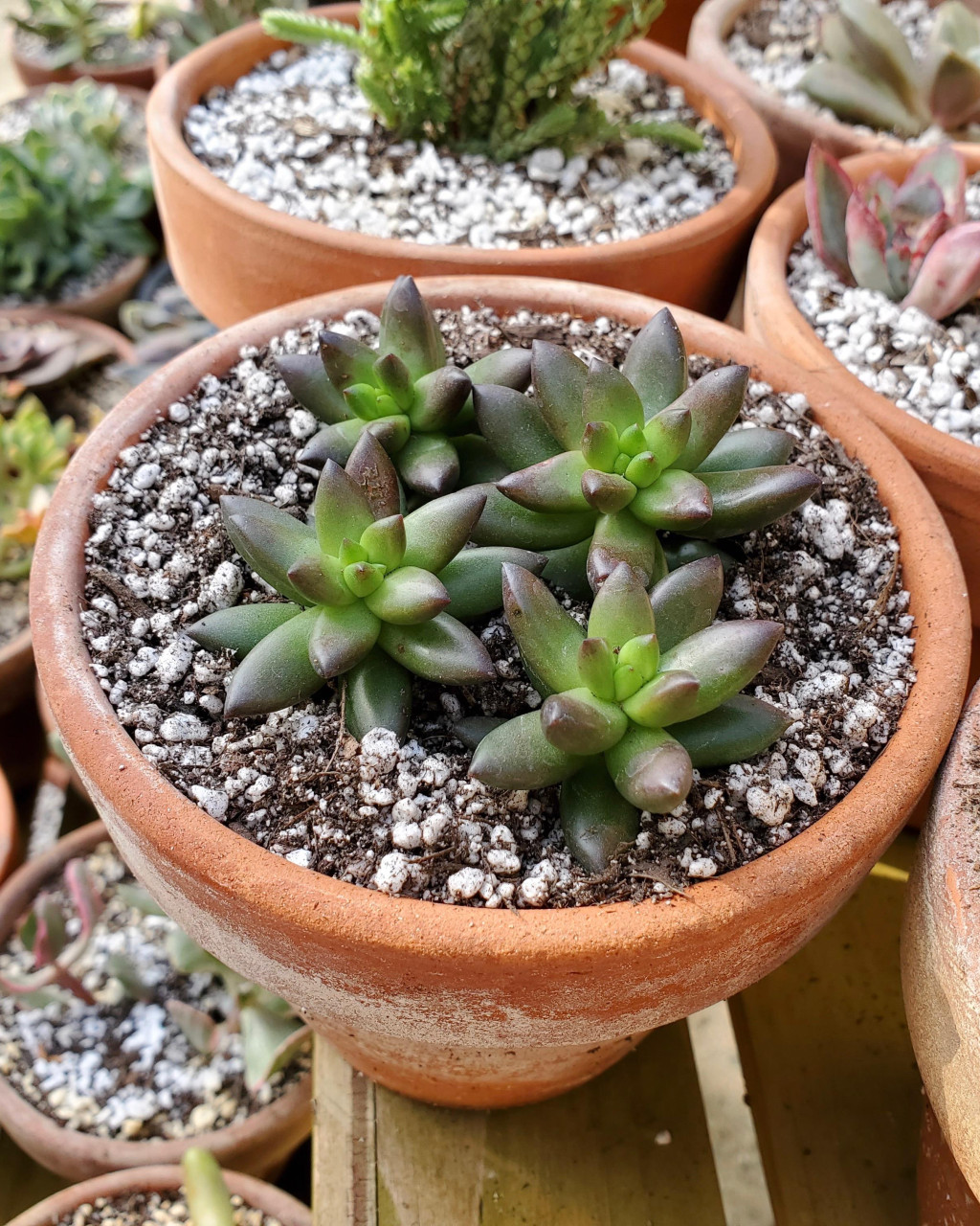 Sedeveria 'Jet Beads'