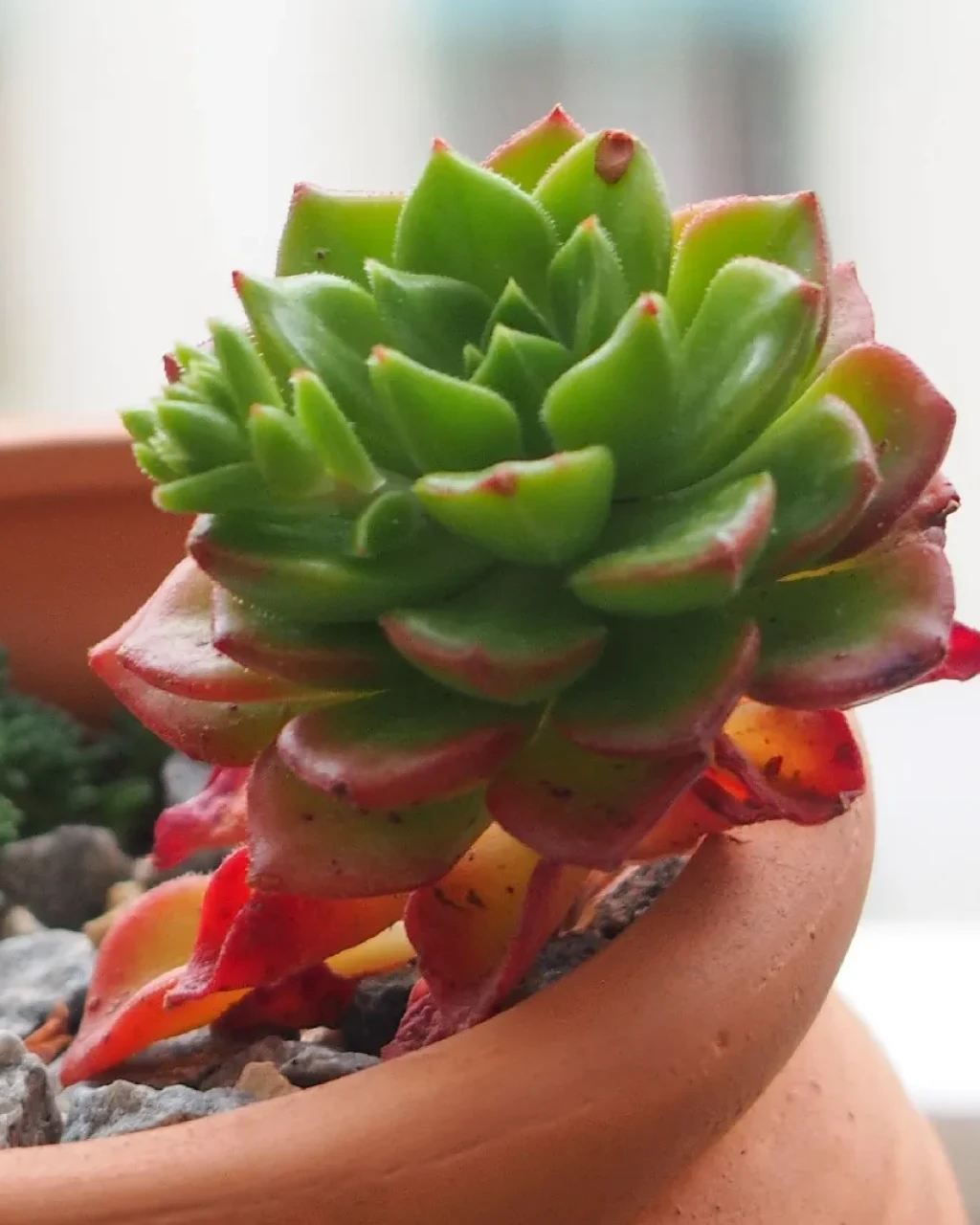 Sedeveria 'Letizia'